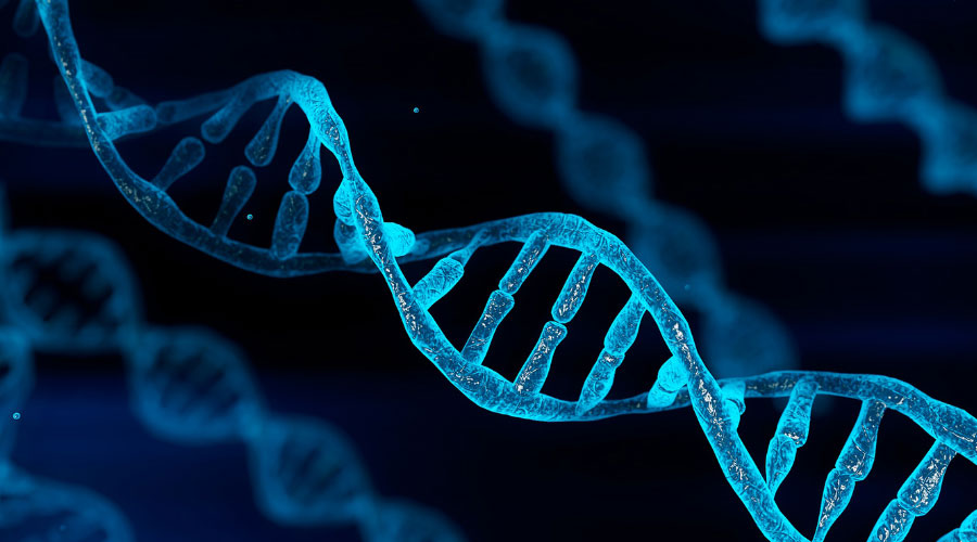 L'ADN, le code de la vie