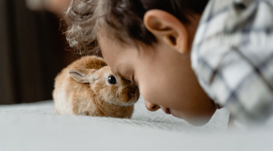 9 choses à savoir avant d'adopter un lapin