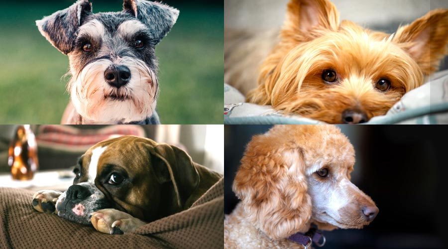 5 races de chiens appréciées des Québécois