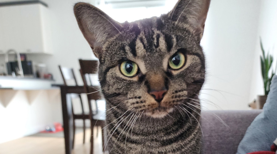 Animaux de compagnie au Québec : les chats demeurent en tête, mais d’autres options gagnent à être connues