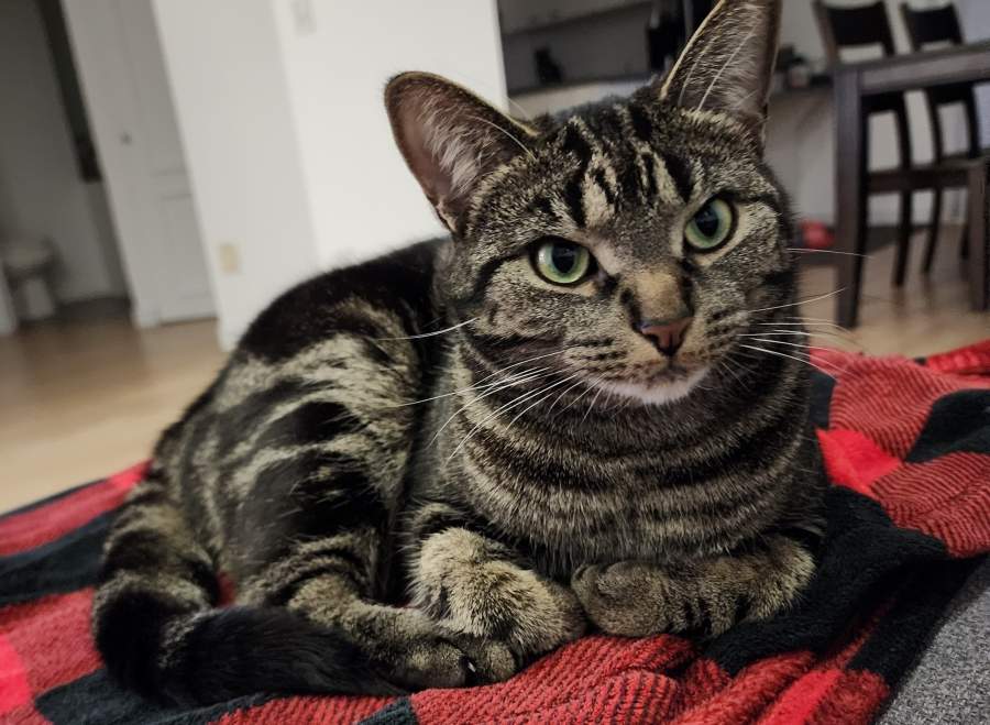 Parasites chez les animaux : une prévention encore trop négligée, selon un sondage mondial