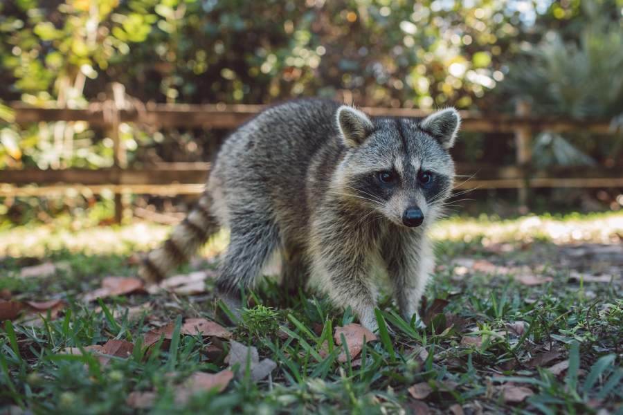 Le MAPAQ rappelle l'importance de vacciner les animaux contre la rage