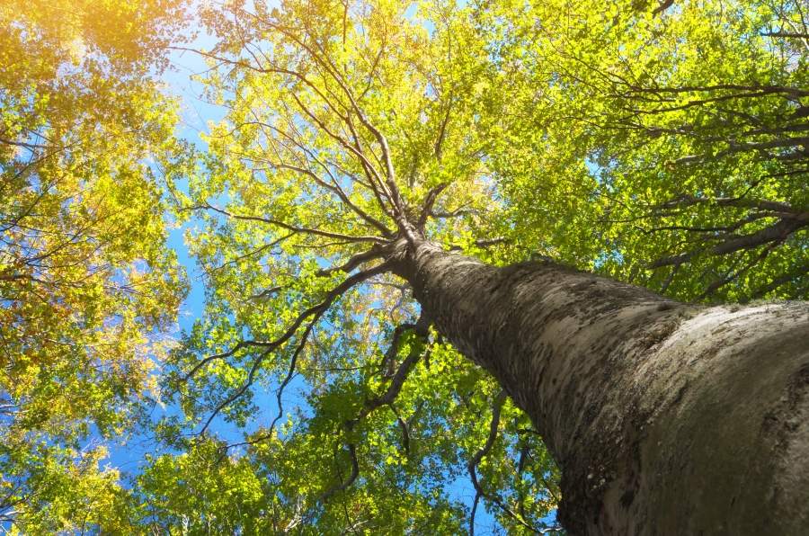 Le Canada invite la population à inspecter les arbres pour détecter les ravageurs envahissants