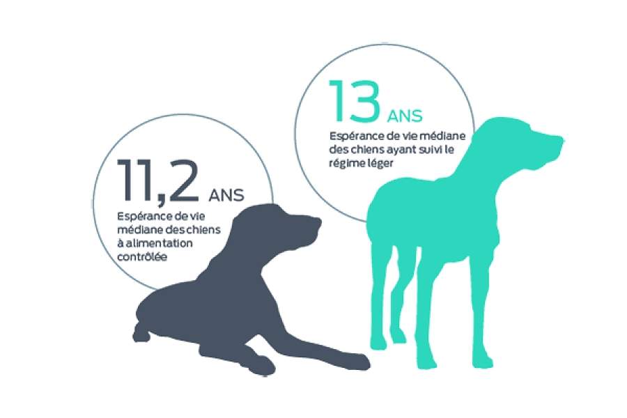 Les chiens qui maintiennent un poids santé pourraient vivre près de deux ans de plus